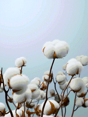 http://img.ltwebstatic.com/v4/g/pi/2025/07/08/0b/1751967002242af2ad92af01d52d97ae685c782af1.gif
