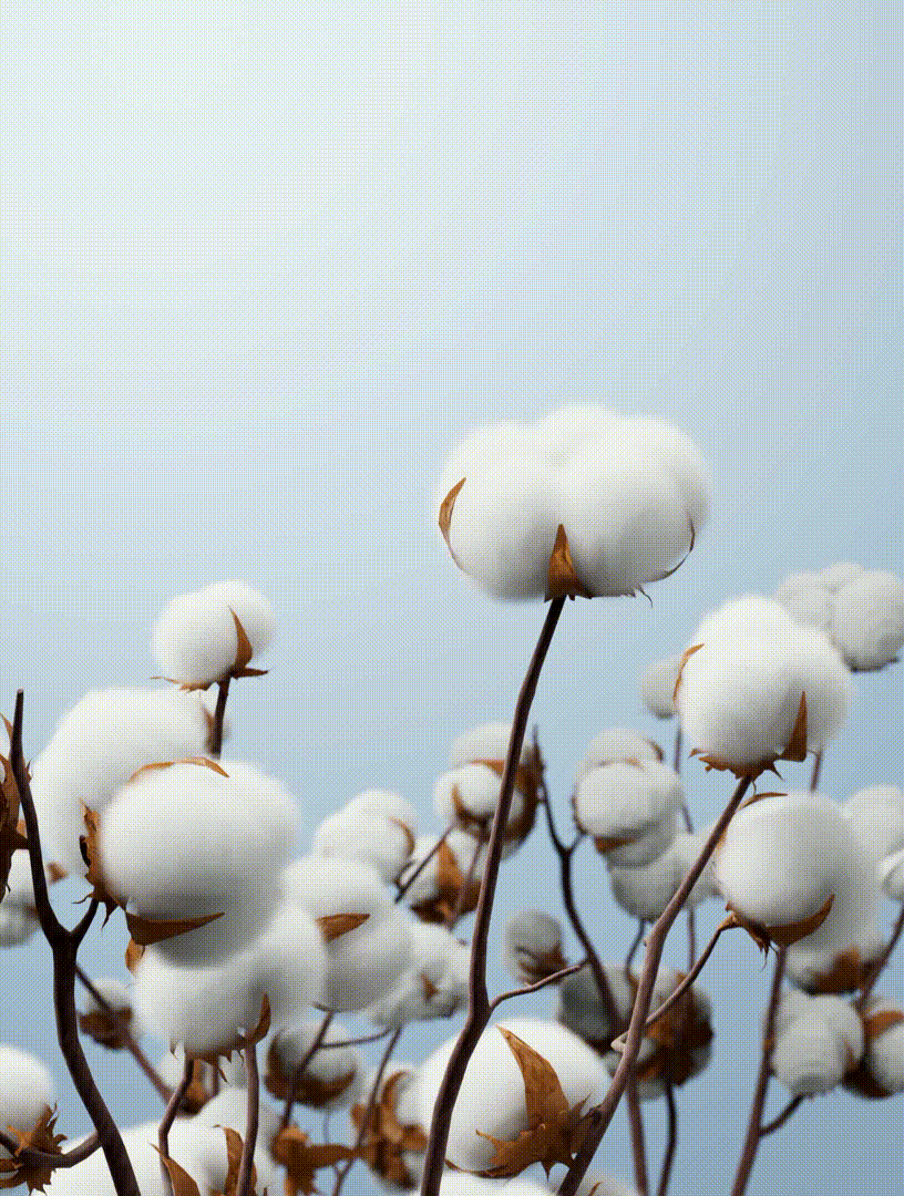 http://img.ltwebstatic.com/v4/g/pi/2025/07/08/0b/1751967002242af2ad92af01d52d97ae685c782af1.gif